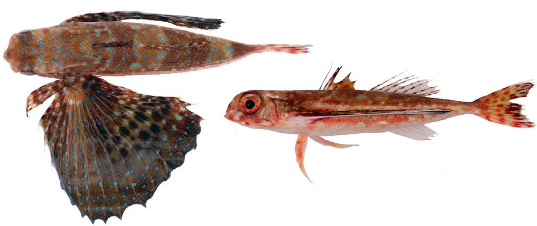 Dactylopterus volitans_04.jpg